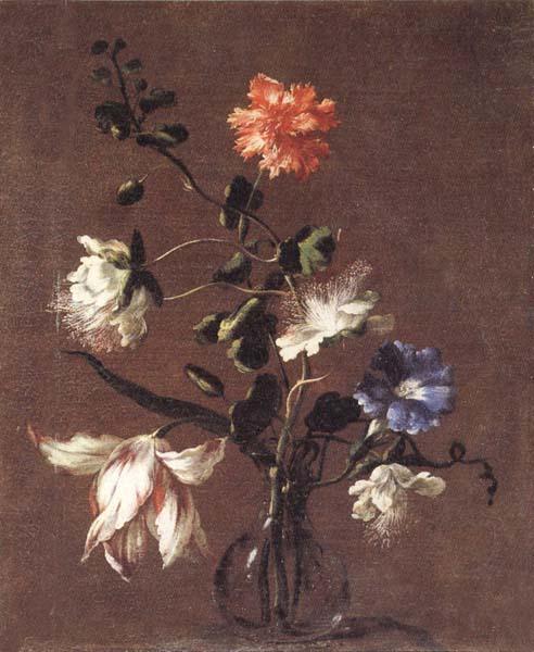 Mario Dei Fiori Theee Caper Flower,a Carnation,a Bindweed,and a Tulip oil painting image